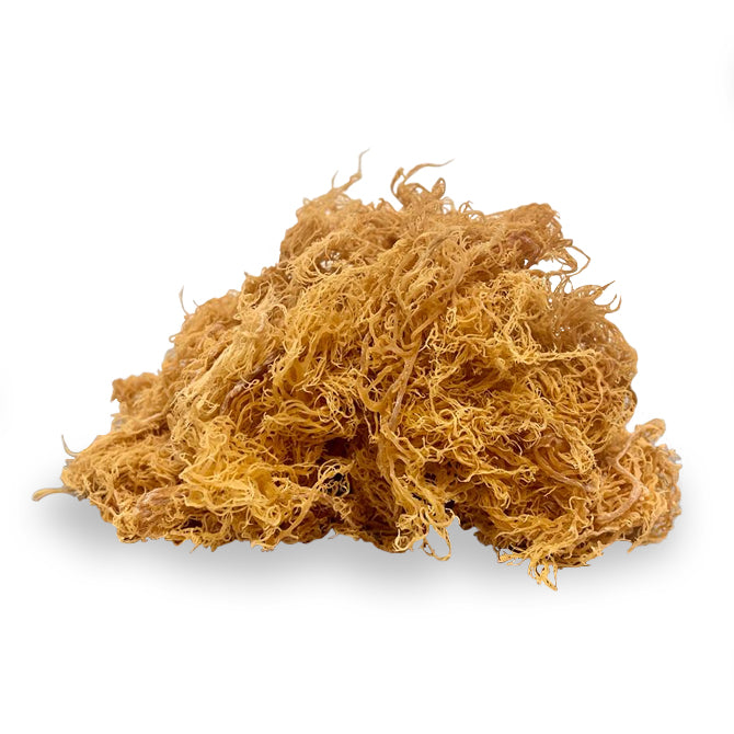 Musgo de mar de oro crudo al por mayor  Proveedor de musgo marino – Sea  Moss Supplier