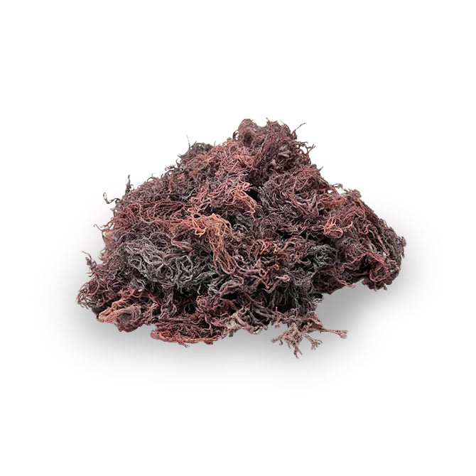 Raw Purple Sea Moss Wholesale | Sea Moss Supplier